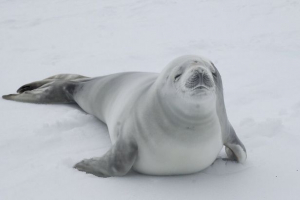 Seal - kaboted Seal - kaboted
